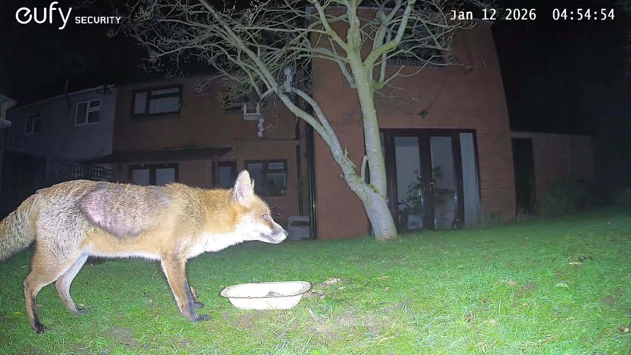 Garden Wildlife Fox Videos EufyCam S3 Pro 3 Security Camera Worcester, UK 12th January 2026