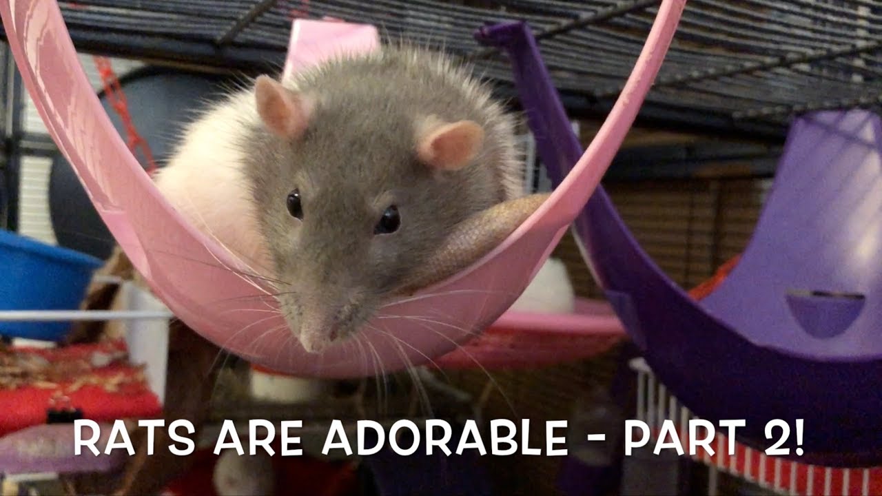 Rats are ADORABLE - Cute Rats Compilation Part 2!