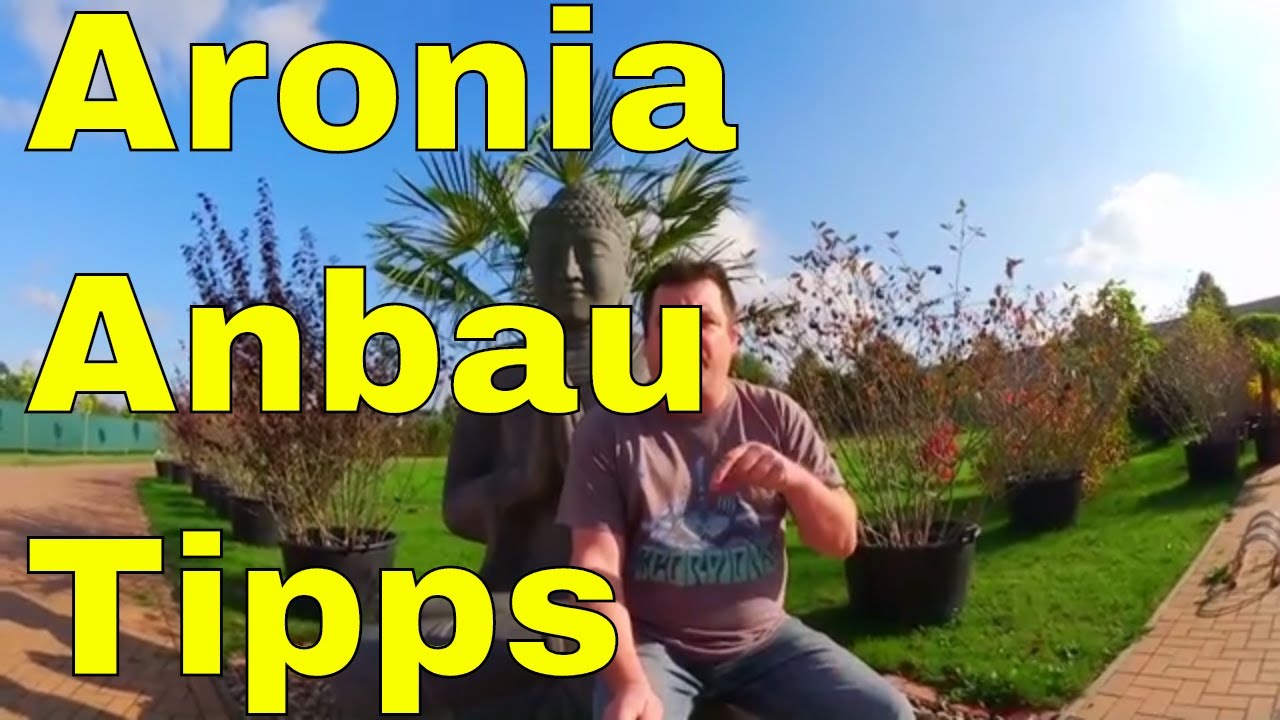 Aronia Anbau Tipps kostenlose Videoschulung zum Anbau von Aronia