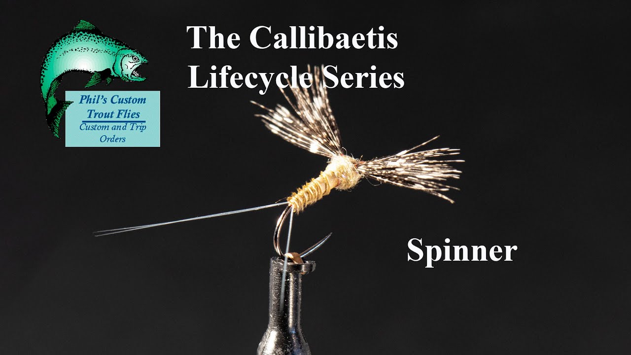 Callibaetis Lifecycle   Tying the Spinner