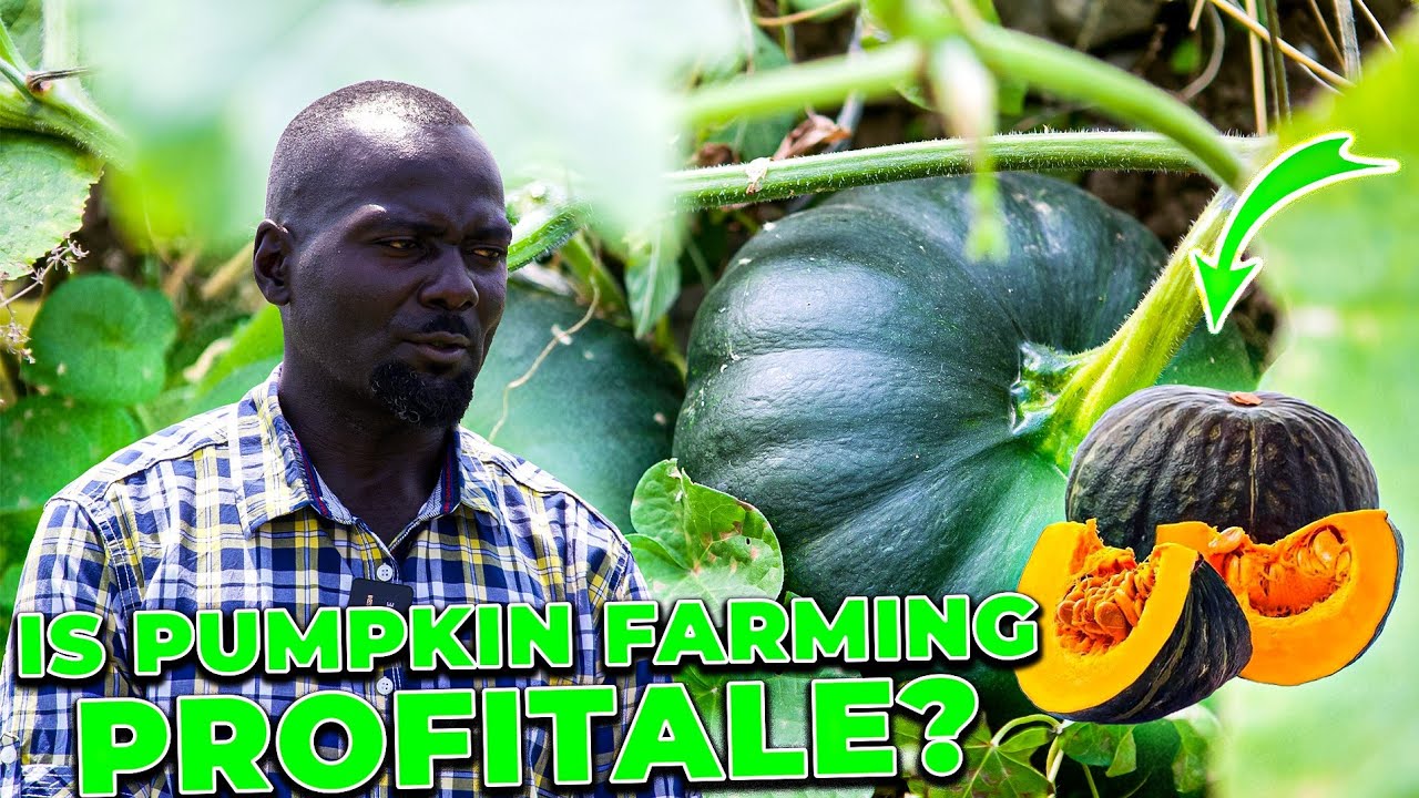 Meet the Pumpkin King: How He Earns Millions Growing Giant Pumpkins Every Year!