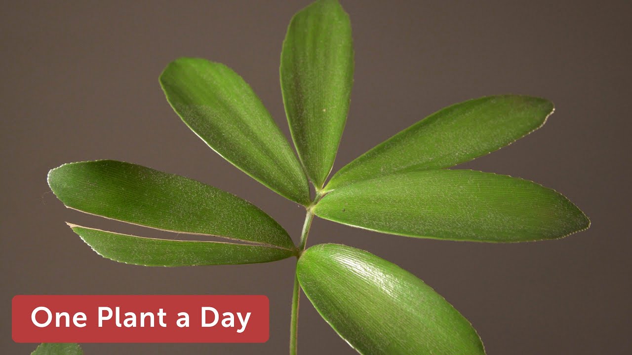 Zamia furfuracea (Cardboard Palm) Houseplant Care – 346 of 365