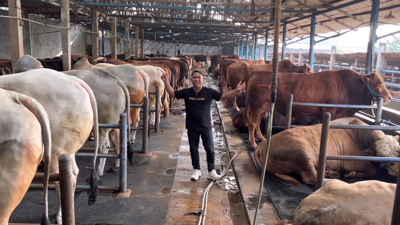 BERBURU SAPI KURBAN KELAS EKONOMIS DI SUMBER TERNAK FARM 1000 EKOR TERBESAR DAN LENGKAP ‼️🔥🔥🔥