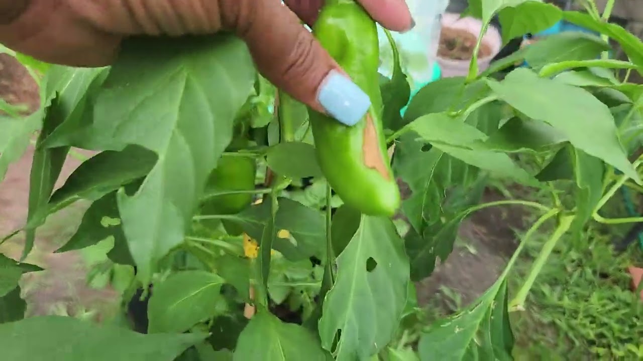 Garden update and new problems with solutions...🙏