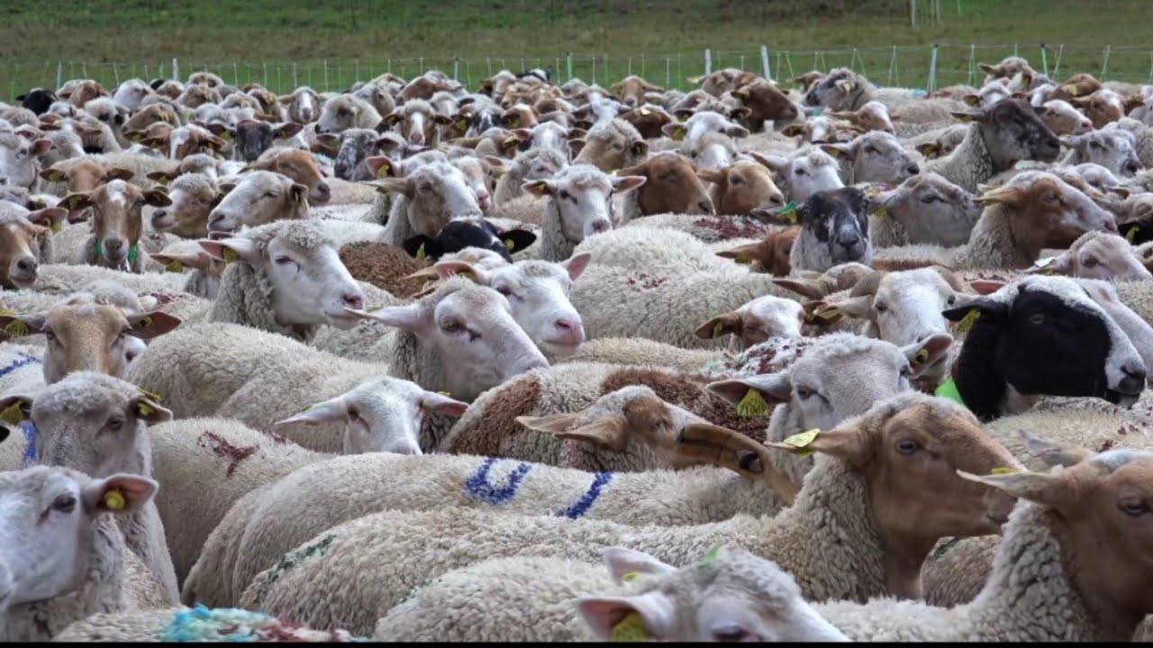 Cute Sheep Videos | Sheep Shearing - Funny and Cute Sheep