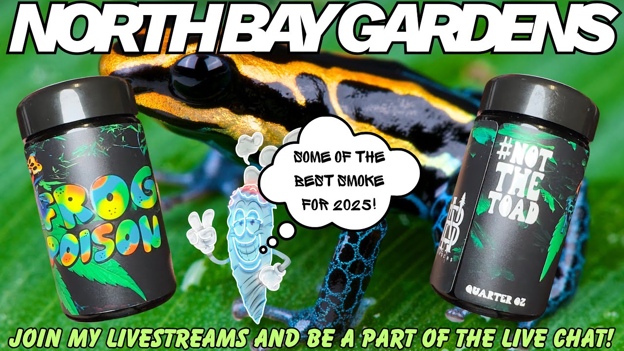 ЛУЧШИЙ ШТАММ 2025 ГОДА?! ЛЯГУШАЧИЙ ЯД! От North Bay Gardens X Cut Right! ОБЯЗАТЕЛЬНО ПОПРОБУЙТЕ