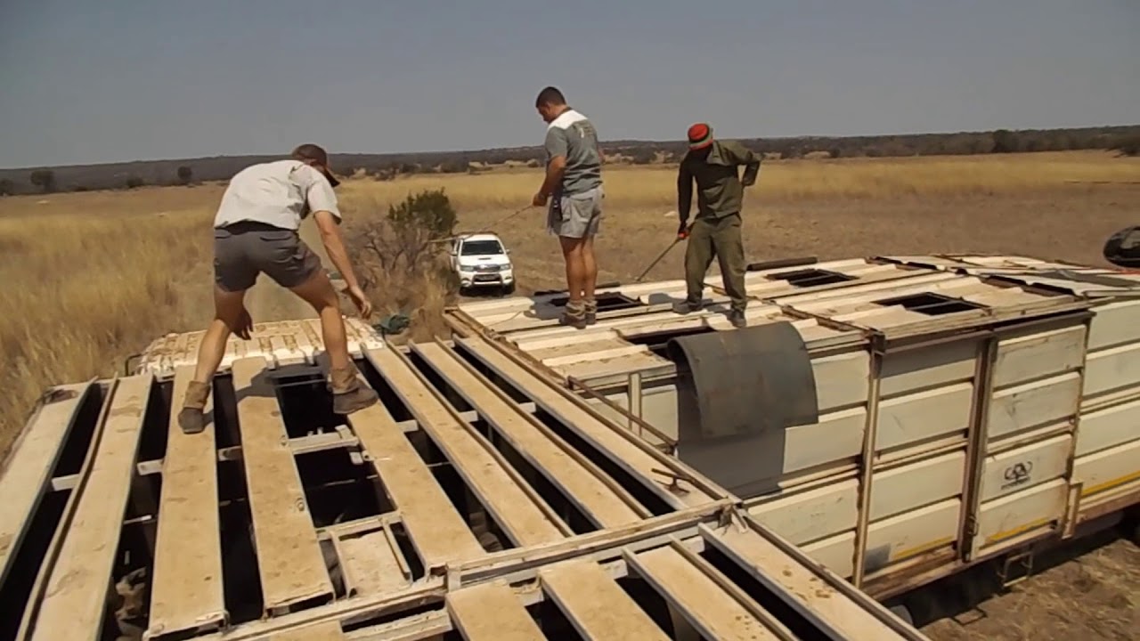 MASS CAPTURE !Catching wildebeest and impala