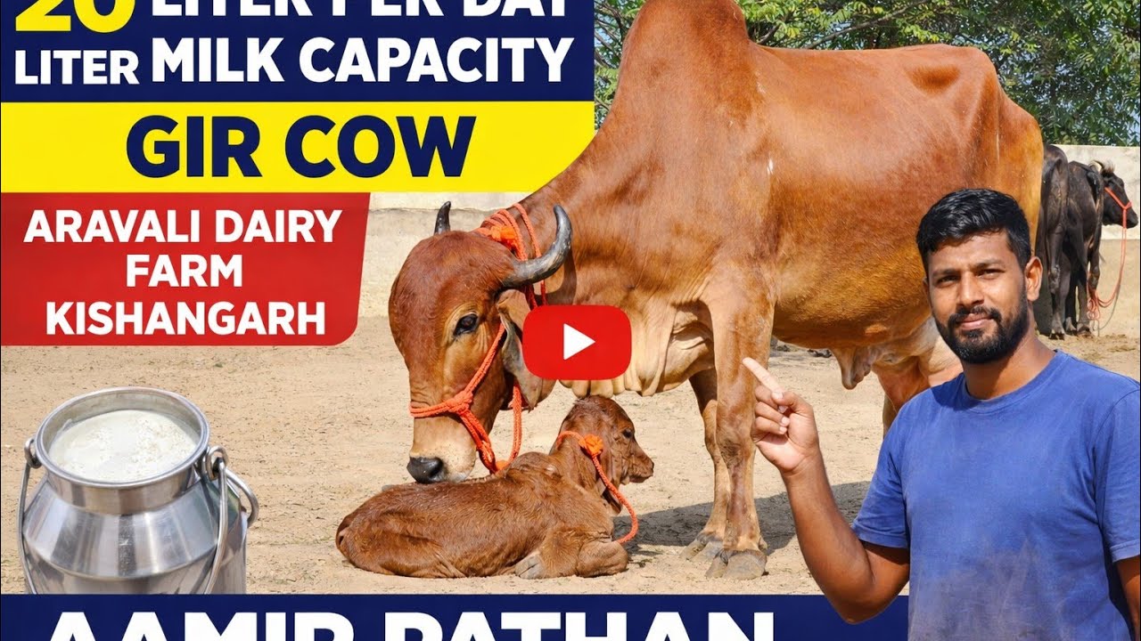 Aamir pathan Kishangarh cow seller aravali dairy  is live 94147-45465