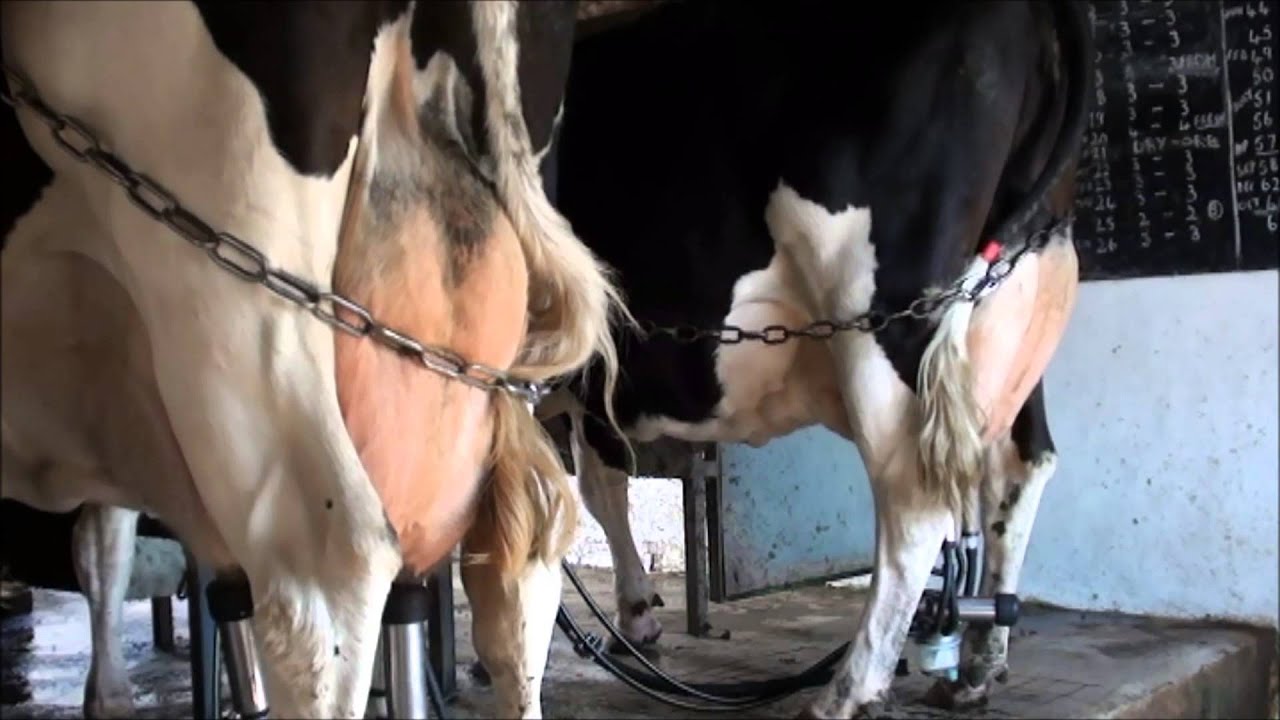 Milking in an abreast parlour.Part 1