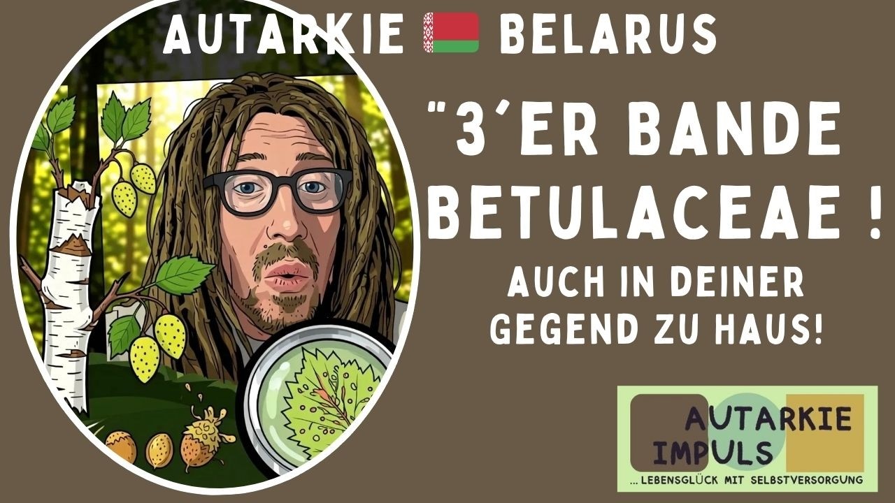 Autarkie Belarus: 3ér Bande Betulaceae - Auch in deiner Gegend zu Haus!