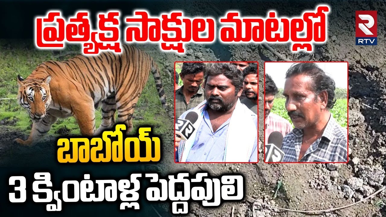 బాబోయ్  3 క్వింటాళ్ల పెద్దపులి.. | Farmers About Tiger Roaming In Eluru District | RTV