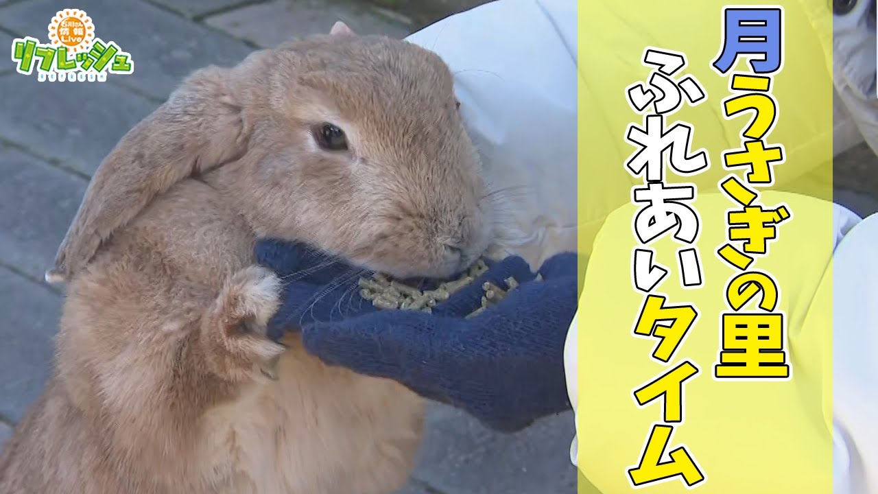 うさぎ年の締めくくりに！月うさぎの里でふれあいタイム！（おでかけ中継）