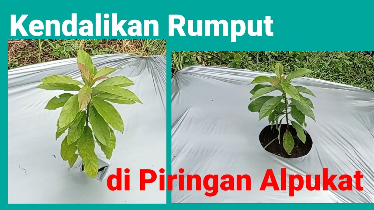 Cara memasang mulsa sederhana mudah dan praktis di Kebun Alpukat