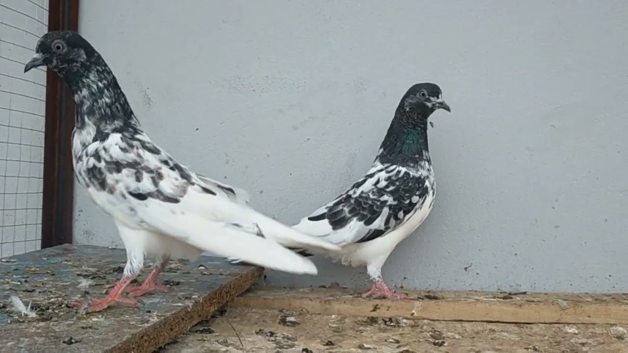 amazing pigeon #kalaymouhwalay #bataray #teddy #sialkoti #aliwalaykabootar #chatwaly #kashifpigeon