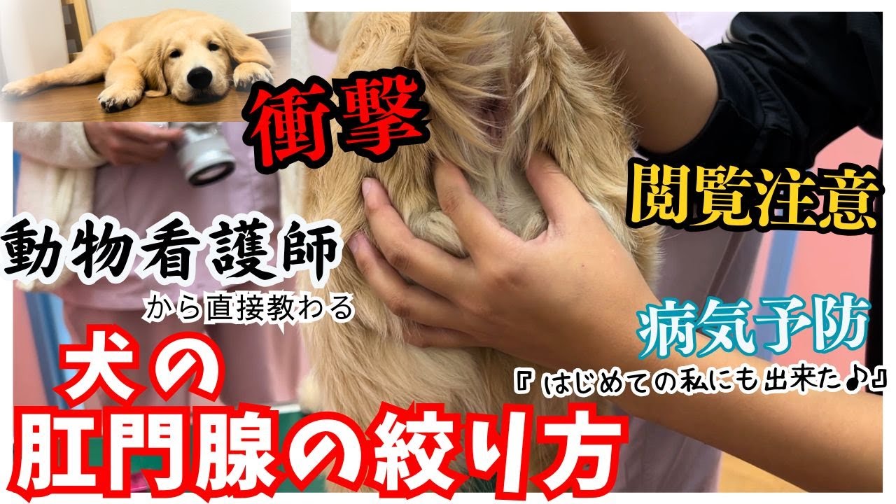 【犬の肛門腺しぼり】あなたにも自宅で出来ます！動物看護師の教え方が凄すぎました‼️