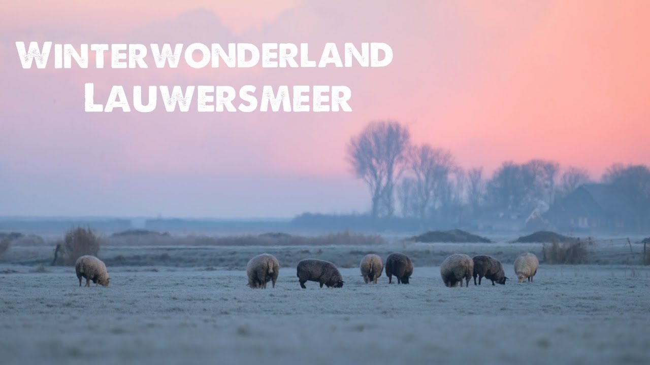 Winterwonderland Lauwersmeer