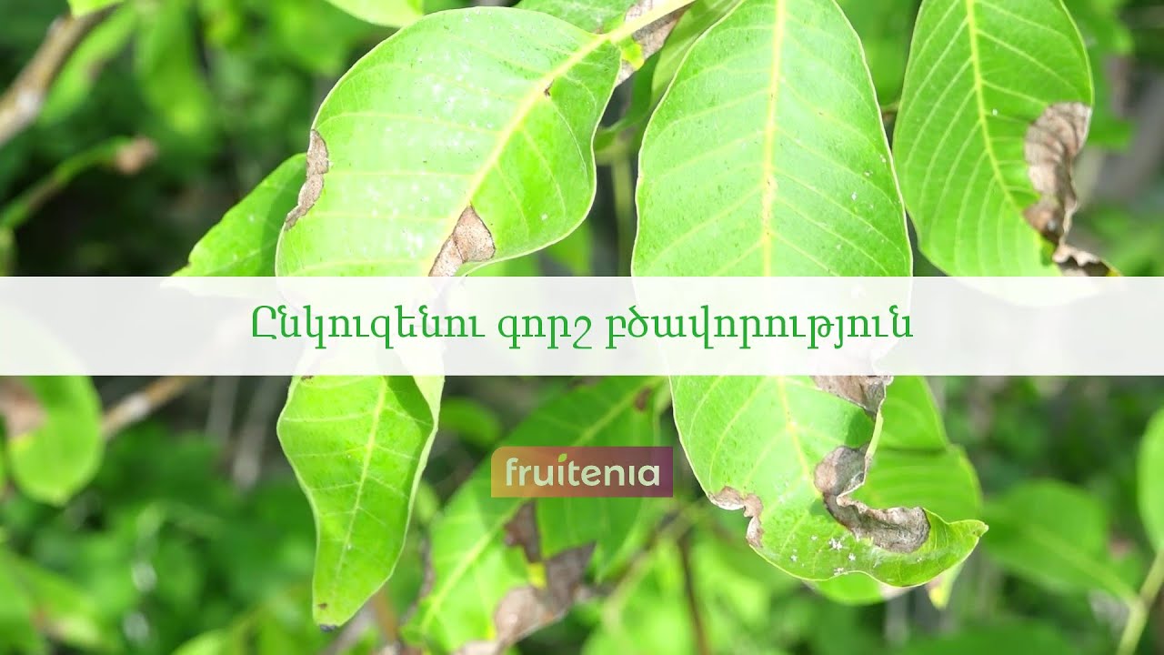 Ընկուզենու գորշ բծավորություն / Walnut black spot
