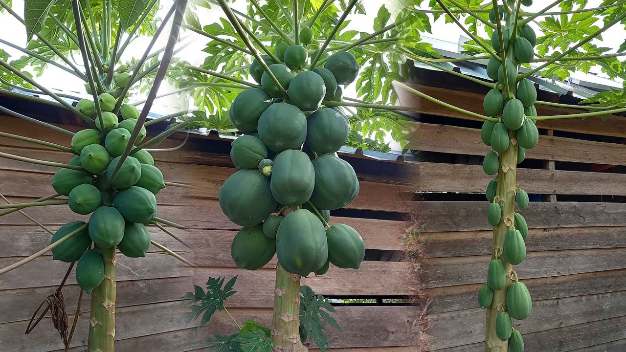 Que lindas papayas al lado de la playa la ballena, la vida del campo es saludable