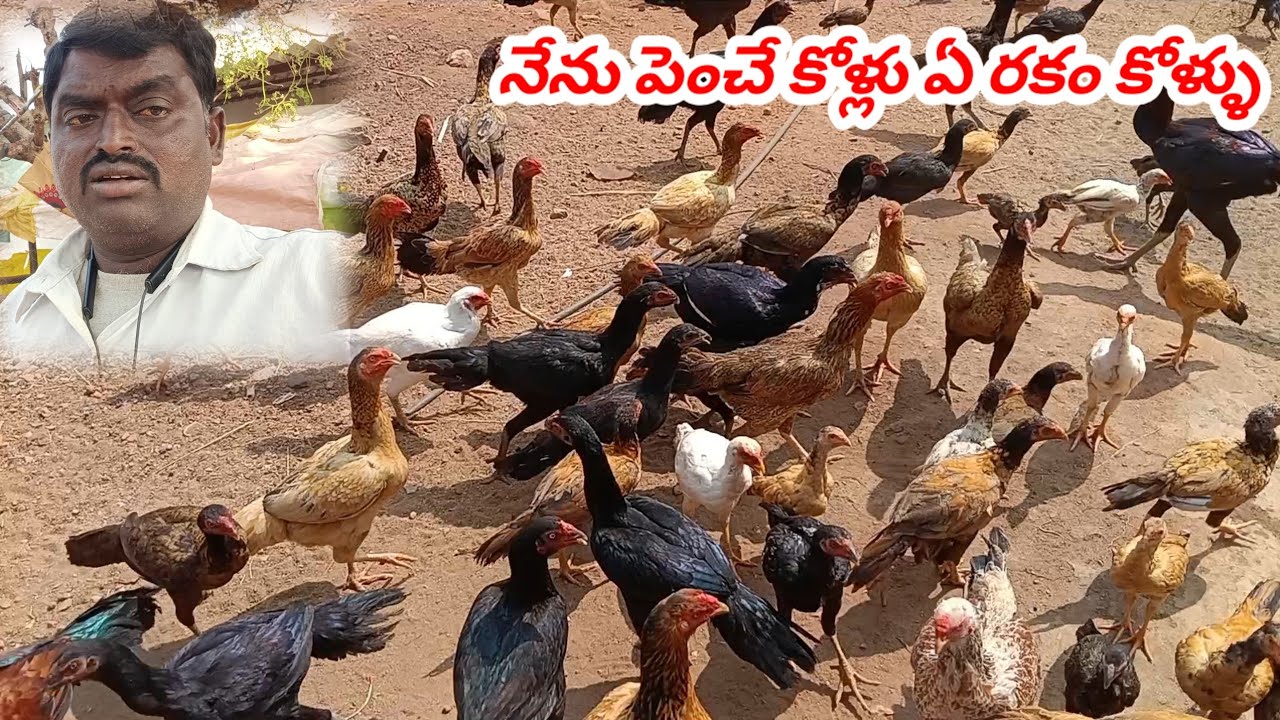 నేను పెంచే కోళ్లు ఏ జాతికి చెందిన కోళ్ళు