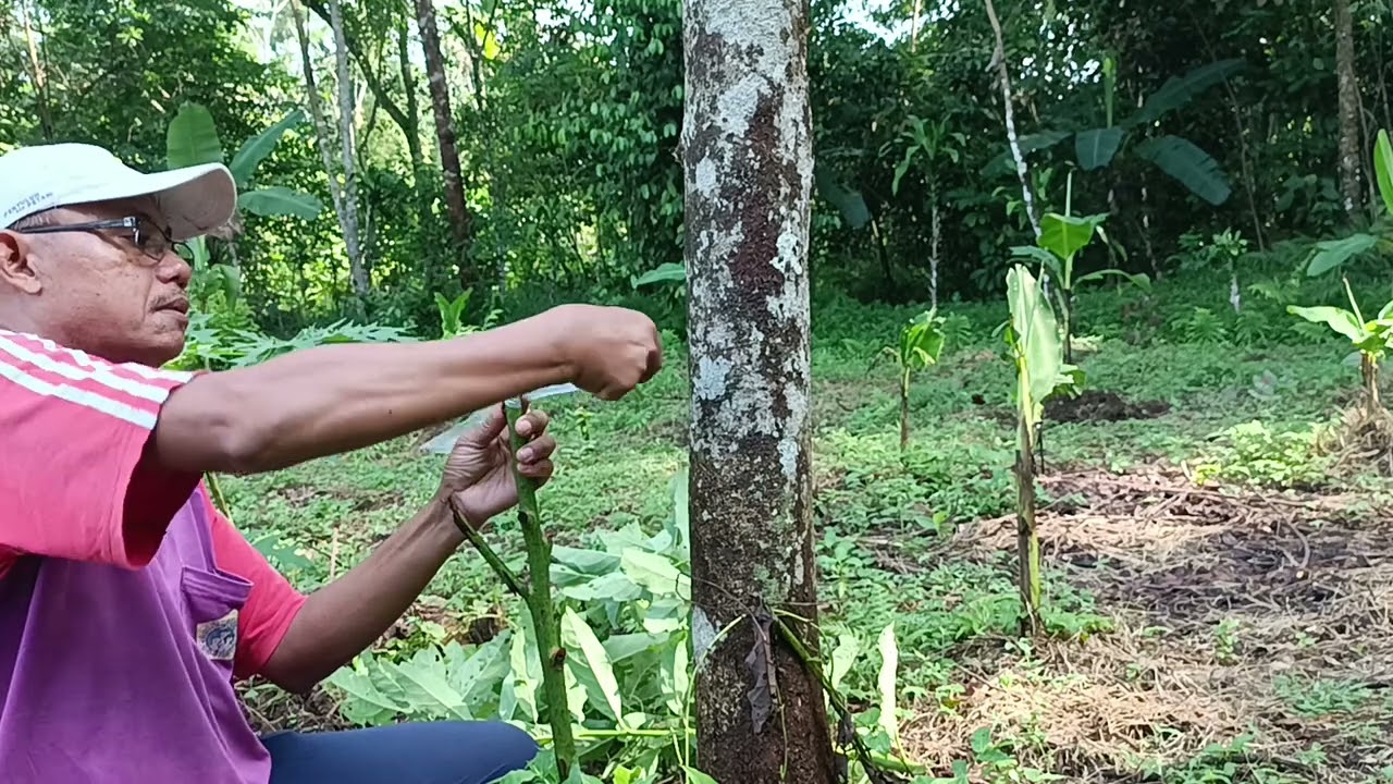 Cara Mudah merubah Alpukat Lokal Jadi Premium