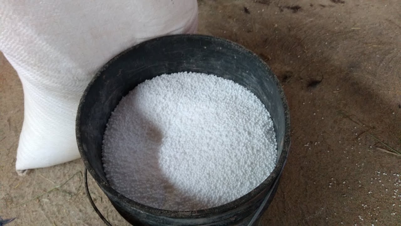 ¿Cómo puedo implementar la urea en la alimentación de becerros?