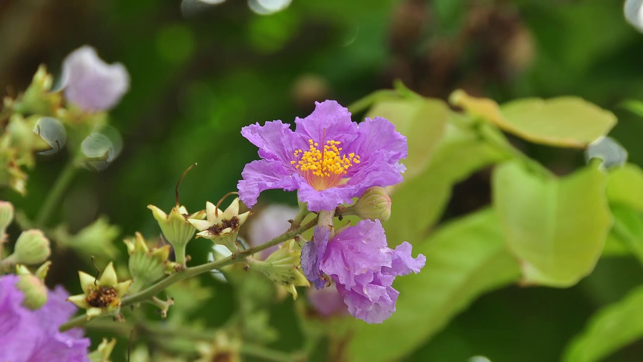 Xin một ngày mai có nhau. Nhạc Đức Huy. Ca sĩ Thái Hiền.