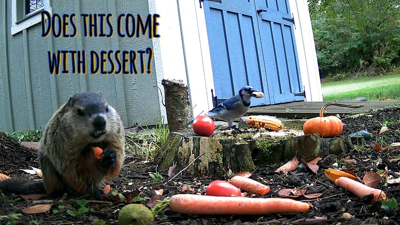 All Vegetarian Diet Today