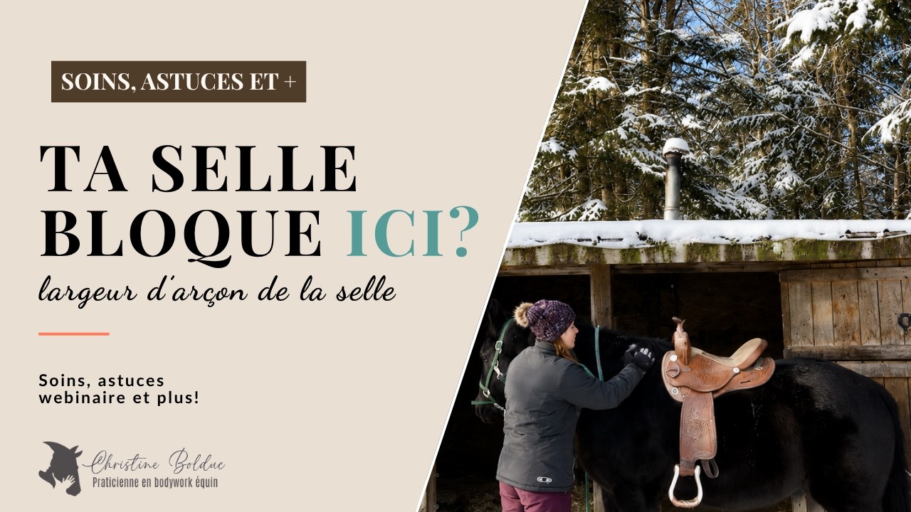 Ajuster la selle du cheval - Vidéo 1 - Dégagement du garrot