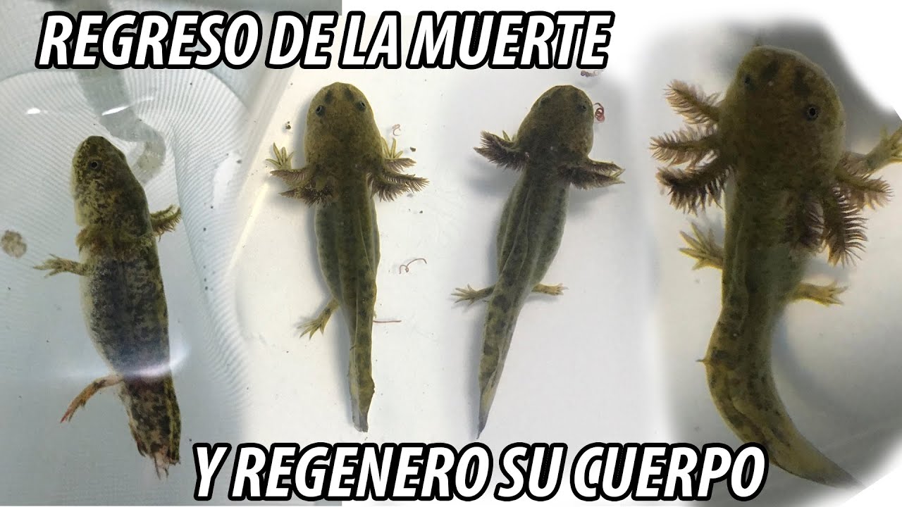 EL Ajolote Zombie (Regenero sus extremidades!)