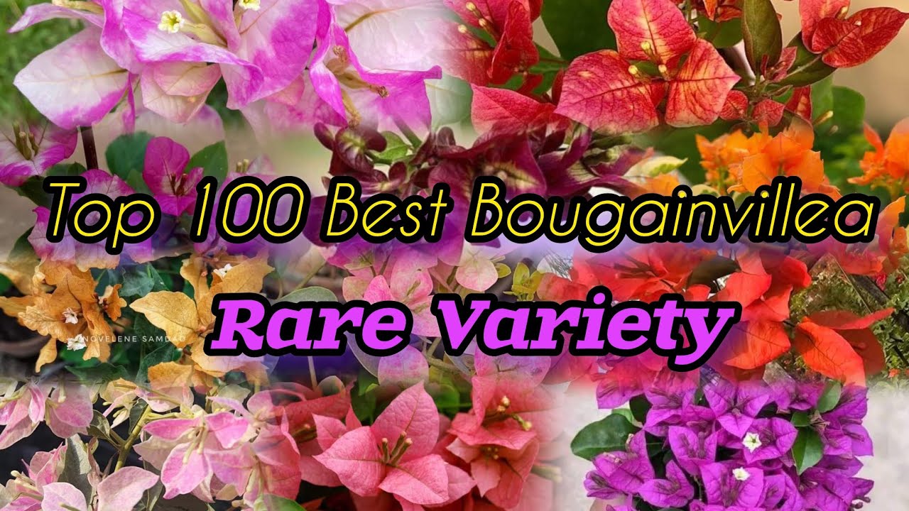 100 Best Bougainvillea varieties with Names//Rare variety Bougainvillea//Bougainvillea Plant