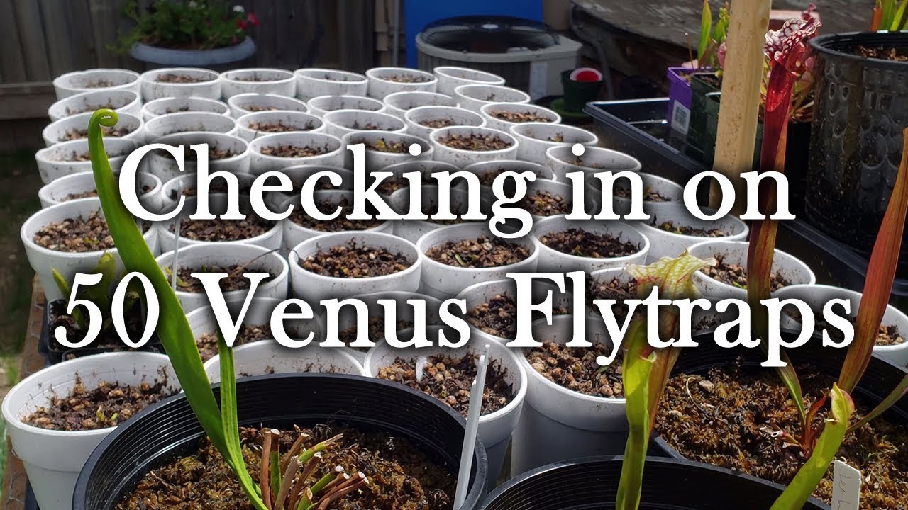 Hypnotic Highlights: Checking in on 50 Venus Flytraps