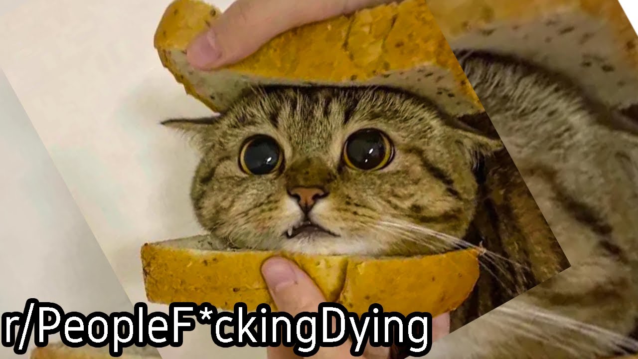 r/PeopleF*ckingDying | CaT MaDe iNtO a SaNdWicH aNd EaTeN