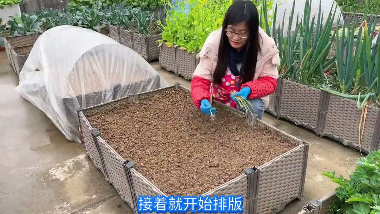 前年种出的洋葱太小，去年想再战一次，却被网友告知洋葱是开春种 那就趁着春天，再试一次#洋葱 #强迫症治愈系 #种植小技巧 #大葱 #楼顶种菜