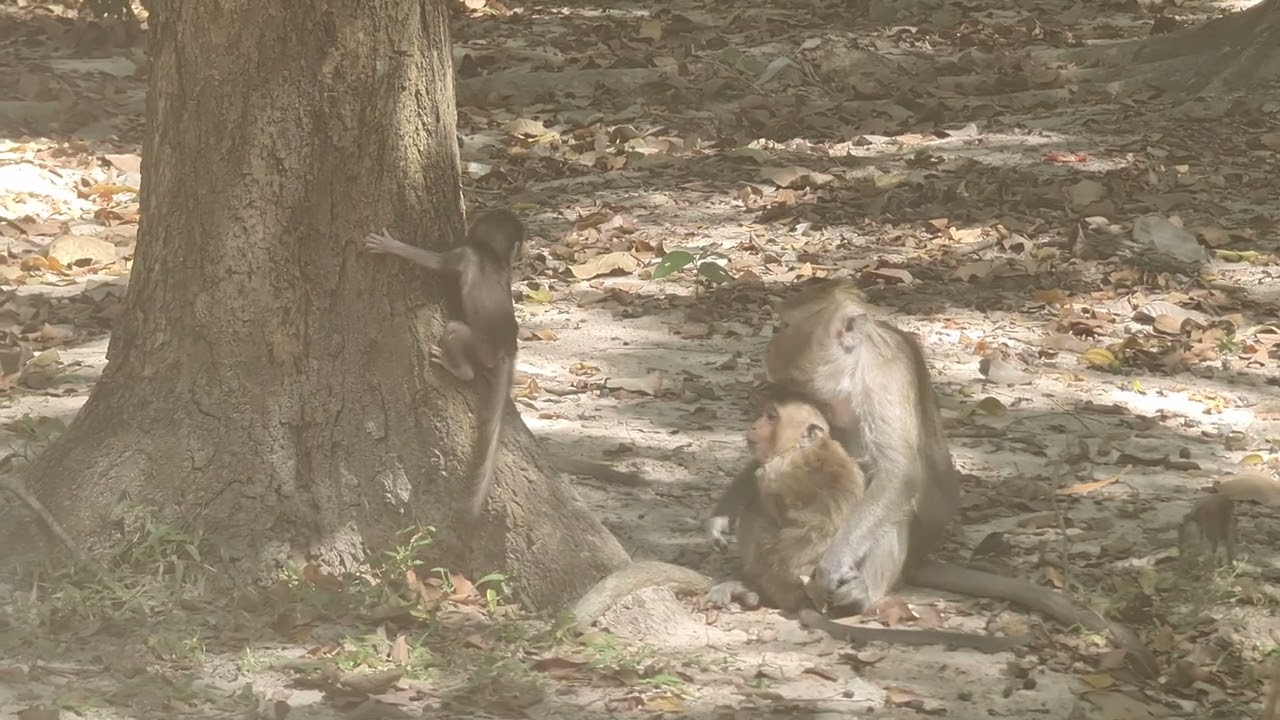 Monkey family 