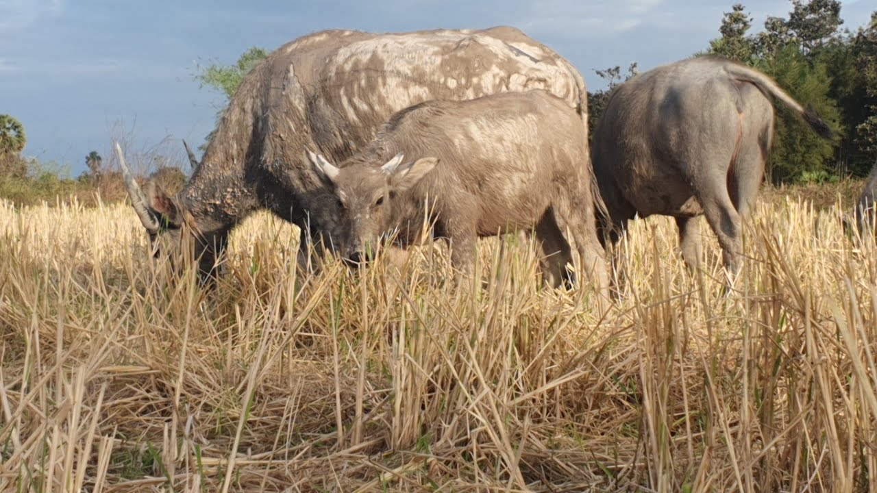 Many buffaloes are eating grass./Buffalo🐃🦬🦬