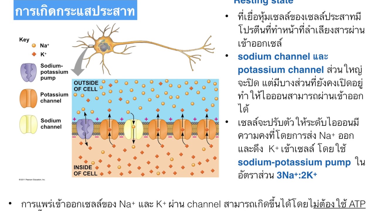 กระแสประสาท สมองและไขสันหลัง