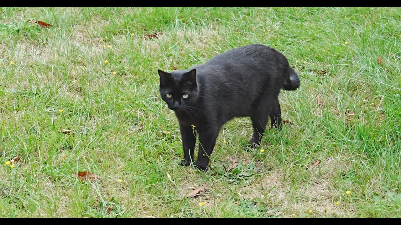 (243) La balade d'un chat noir