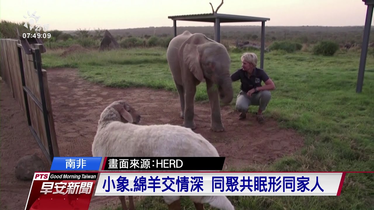 白化症小象掉進陷阱 獲救後恢復元氣｜20210602 公視早安新聞