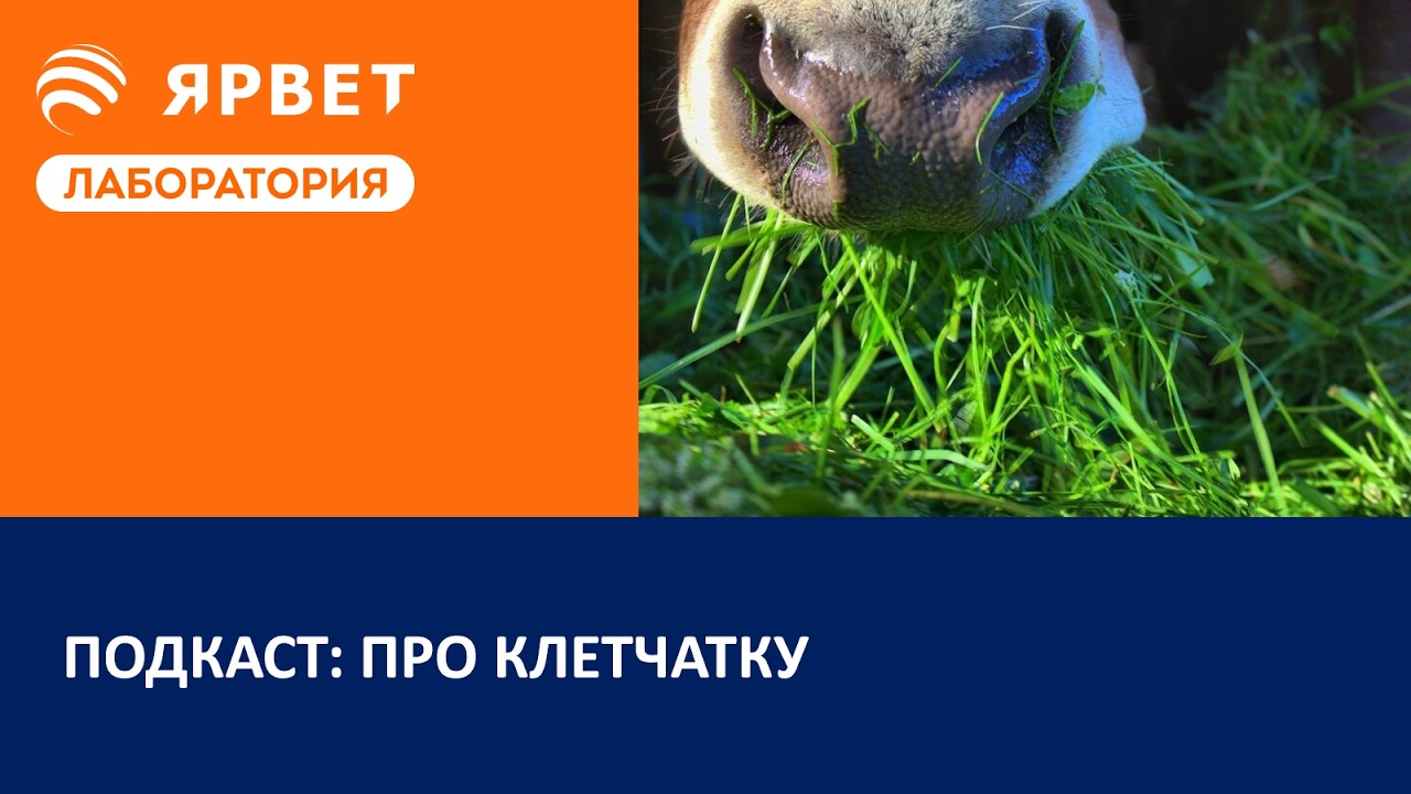 Подкаст: про клетчатку