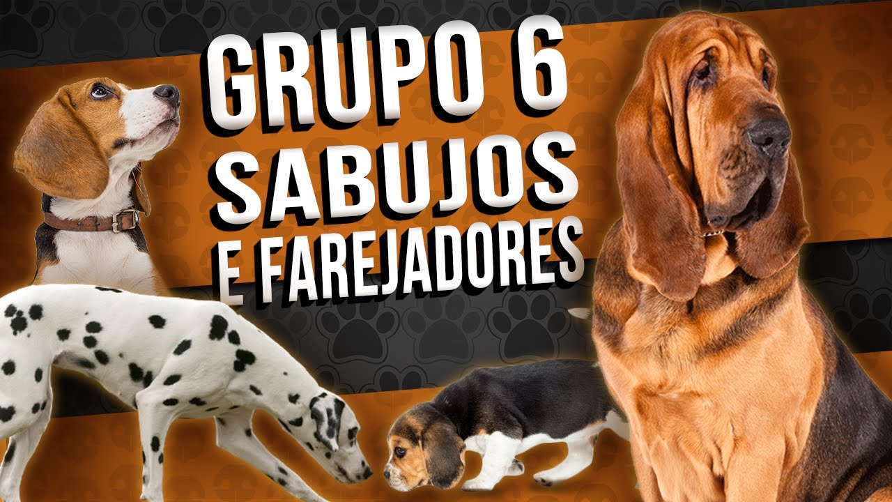 SABUJOS E FAREJADORES - Grupo 6 das raças caninas