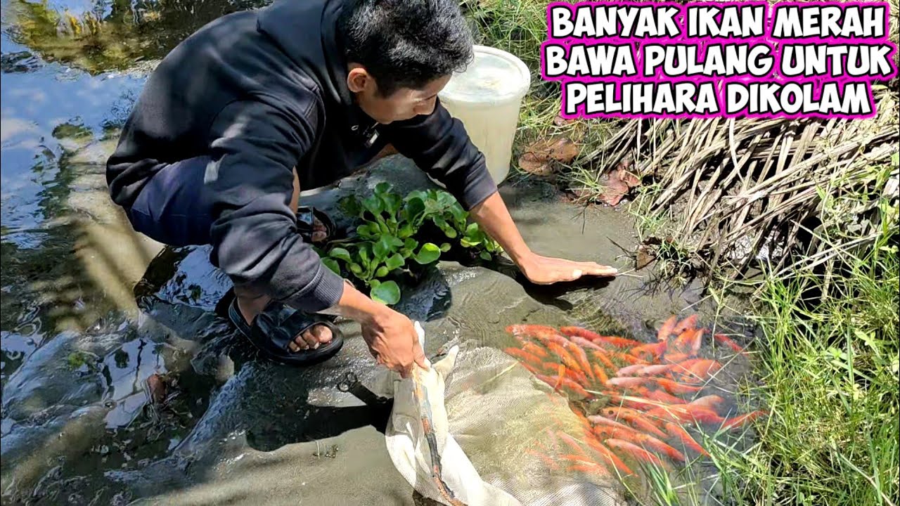 BANYAK IKAN MERAH TERDAMPAR DISELOKAN