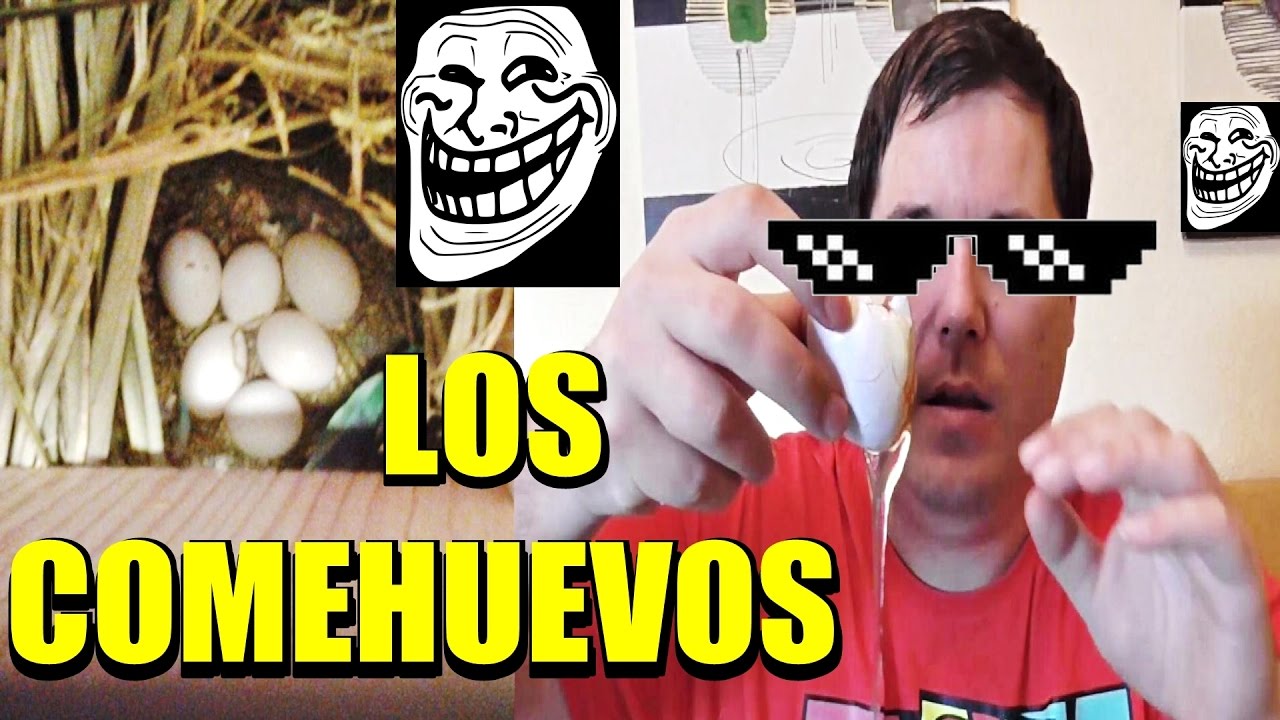 3 CAUSAS por las que se COMEN sus huevos Agapornis, Ninfas y Periquitos /  COMEHUEVOS
