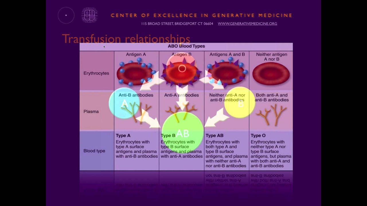 Personalized Nutrition  What Your Blood Type Means for Your Health with Dr  Peter D’Adamo, ND 7 28 1