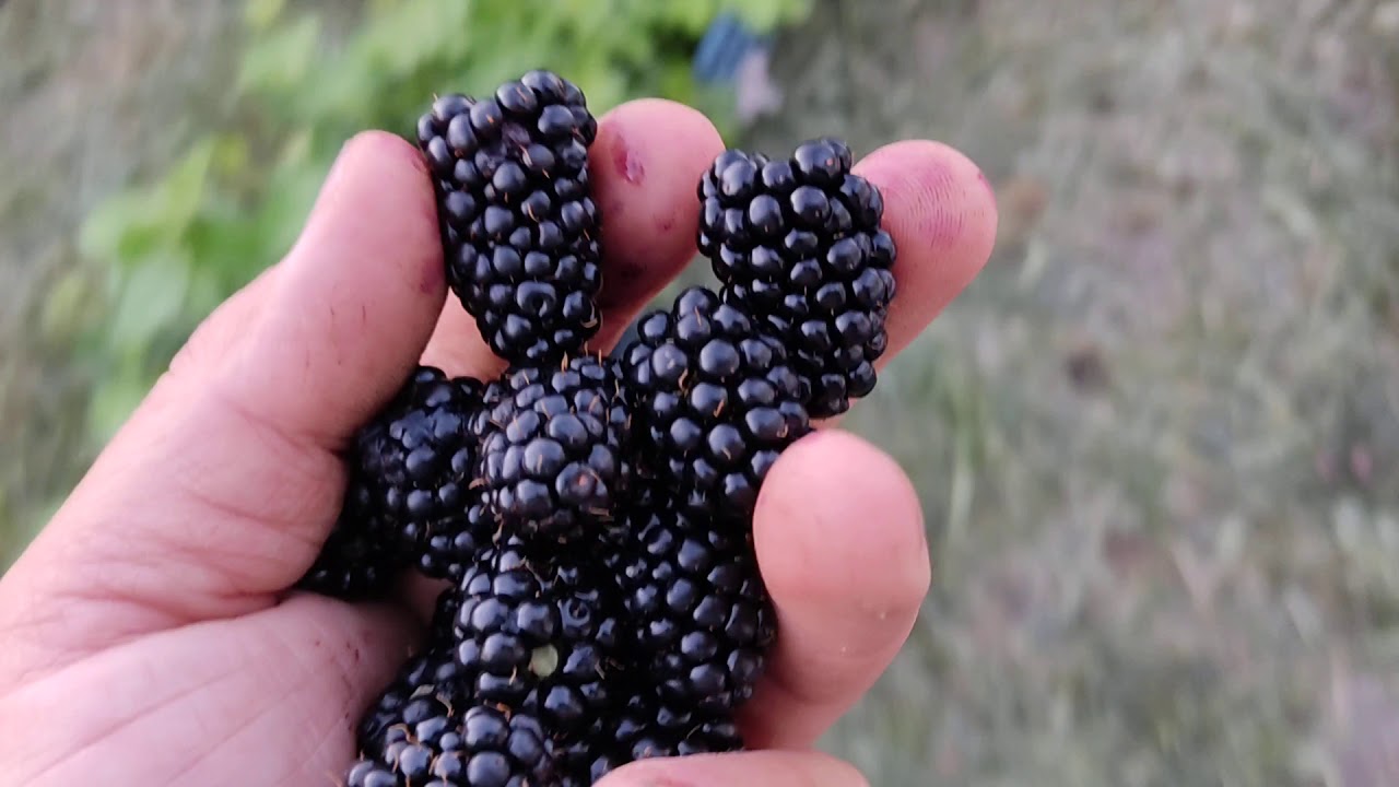 Обзор ранних и среднеранних сортов ежевики!!! Пробуем и взвешиваем ягоду!!!