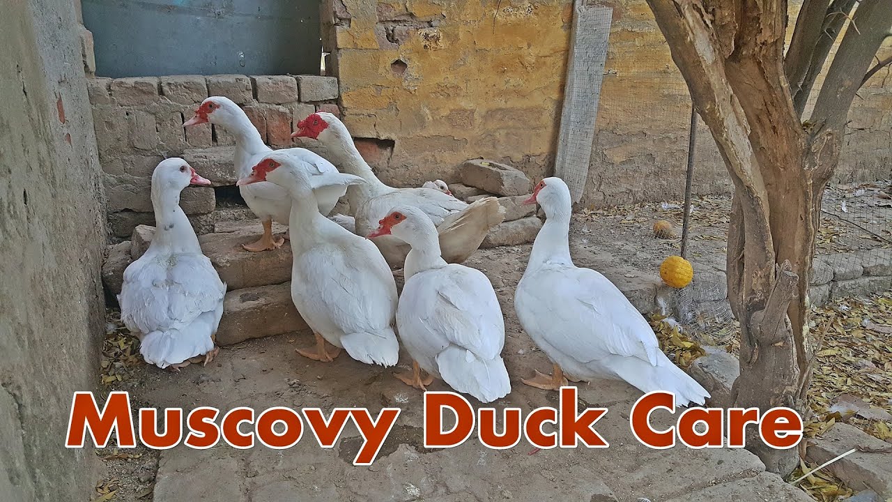 Molting Mein Muscovy Female Duck ko Male se Alag Rakhein | Muscovy Breeding Care Tips Urdu/Hindi
