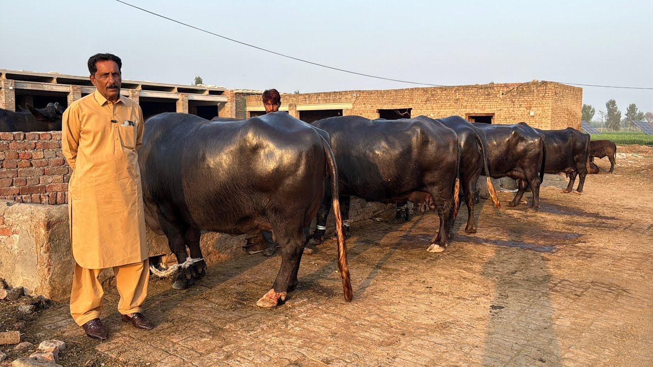 Beautiful High Milking Buffaloes || Azhar Gondal Dairy Farm || Buffalo Farming In Pakistan 