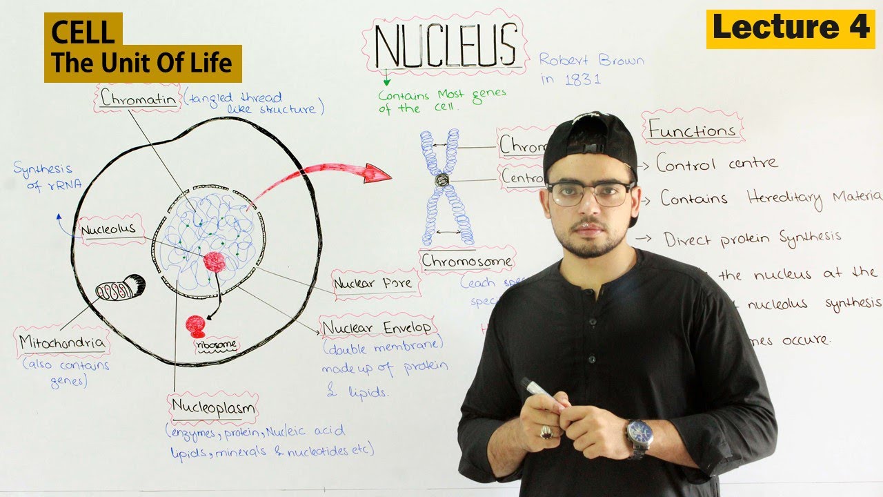 Nucleus Structure and Function | Video 4