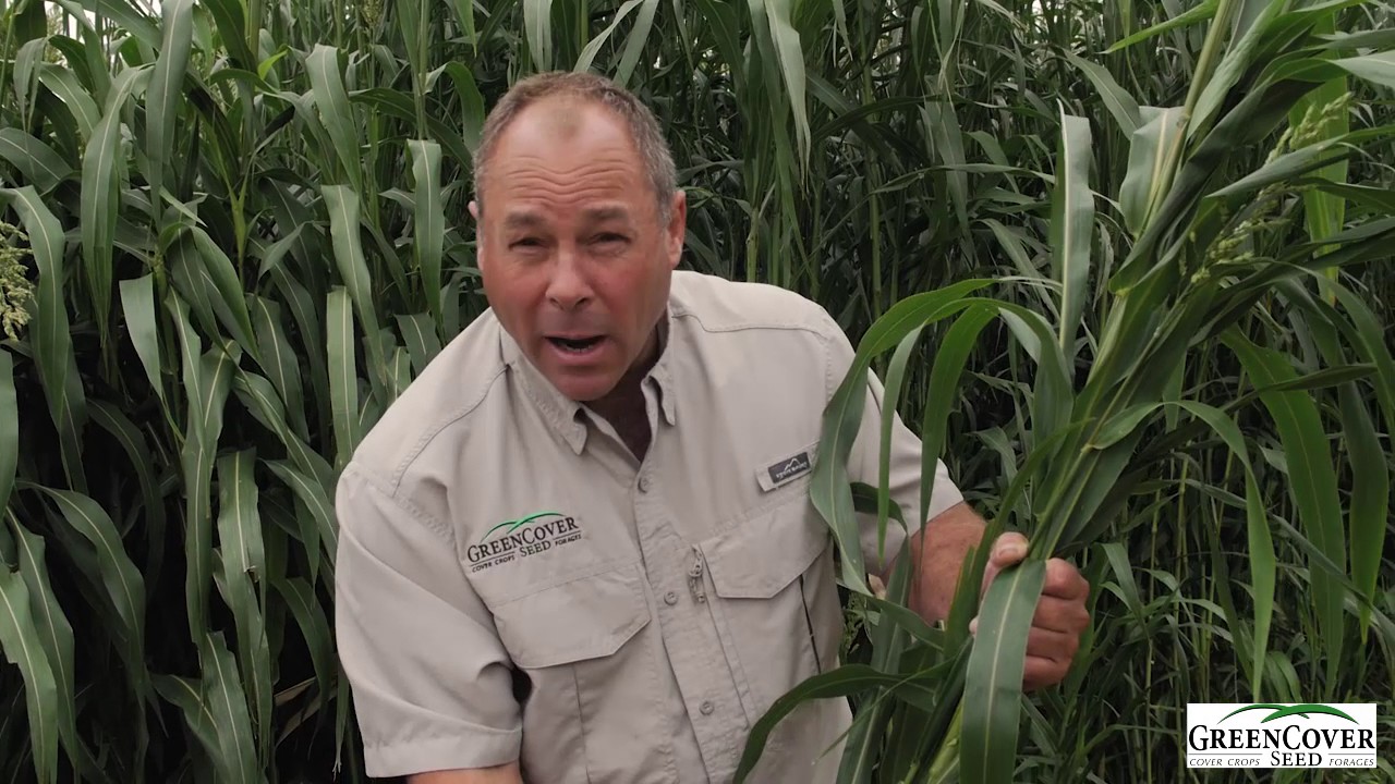 Dwarf Sudan Cover Crop | Test Plot Summer 2016