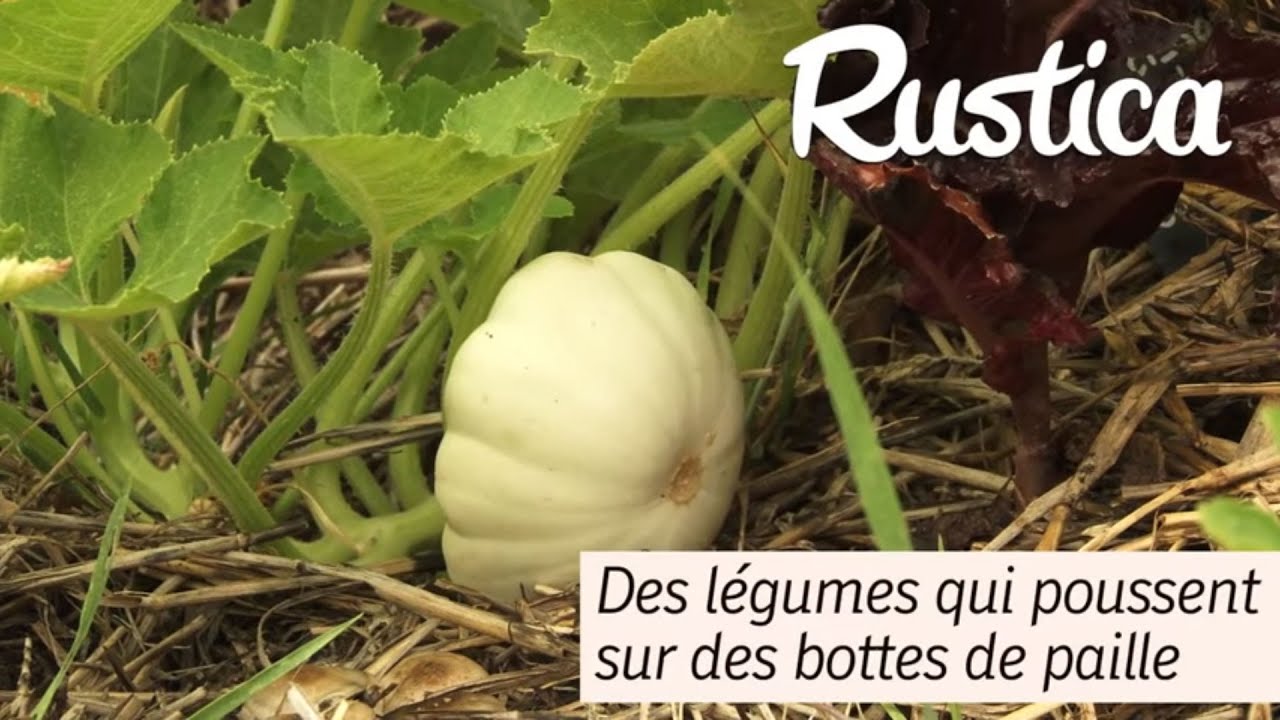 Un potager cultivé sur des ballots de paille