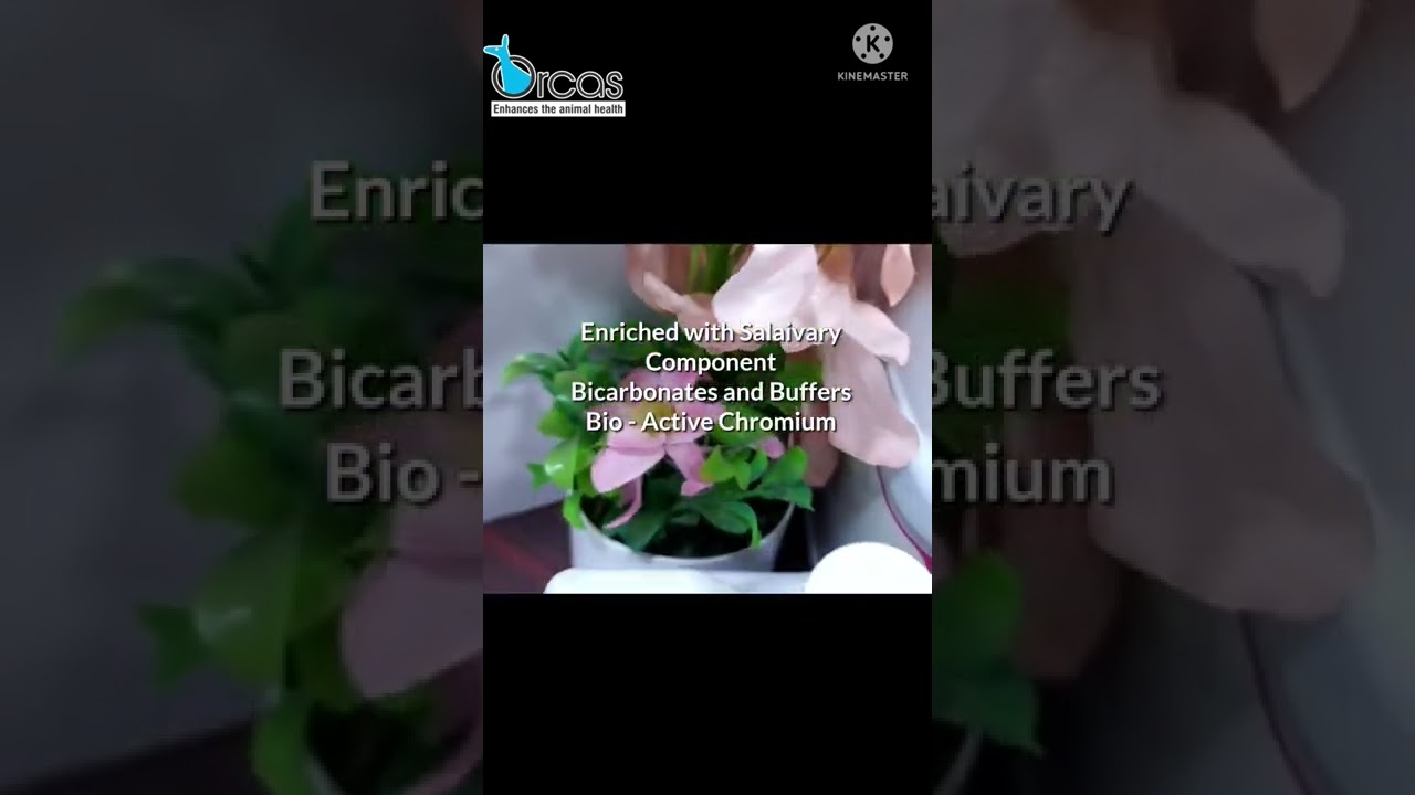 Panters - 360                     Orcas Pharmaceuticals Pvt Ltd